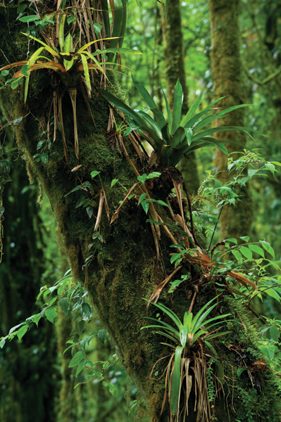 Image Credits Thinkstock Alfredo MaiqueziStock Epiphytes are plants that - photo 3