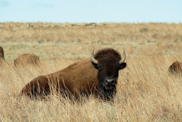 Image Credits Shutterstockcom dvande Bison are a native grassland animal - photo 2