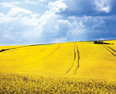 Image Credits StockLite This field of canola is in bloom with yellow flowers - photo 4