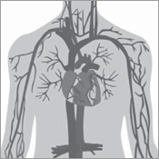 Blood Physiology and Circulation - photo 2