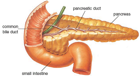 to enter the cells It acts as the key unlocking the receptors for glucose to - photo 9