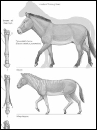 The Cenozoic Era Age of Mammals - photo 4