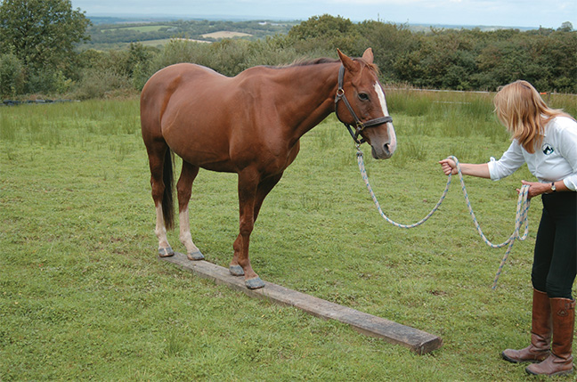 CONTENTS PART ONE ON THE GROUND Why Work on the Ground When You Can Ride - photo 4