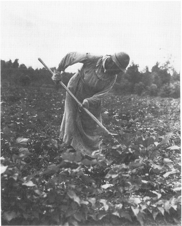 Chopping cotton means hoeing to get the weeds out Slave women and - photo 3