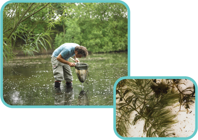 Nets are invaluable to the water naturalist but you need to use them in - photo 8