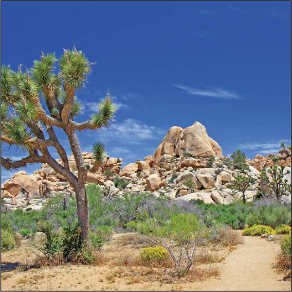 Image Credit Shutterstockcomagap The Mojave Desert is in Southern - photo 3