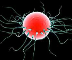 The egg travels into the fallopian tube where it remains until a single sperm - photo 14