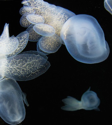 Transparent and majestic nudibranchs are able to swim with small paddle-like - photo 2