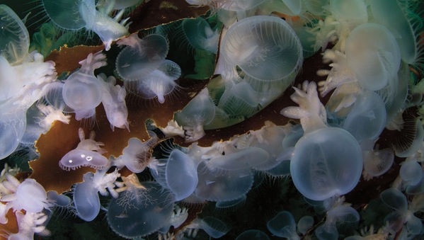 Hooded nudibranchs cling to a kelp frond These predatory sea slugs are found - photo 1