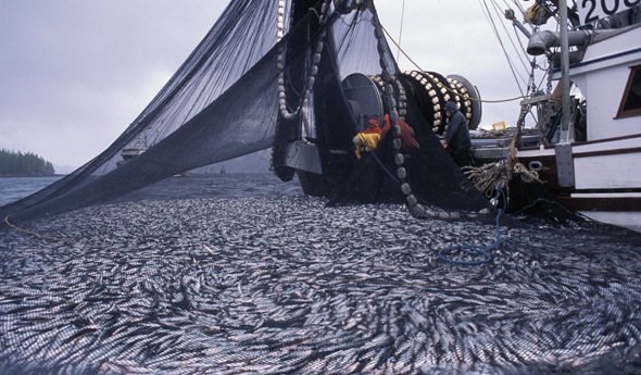 Large-net seine fisheries have caused local herring populations to collapse in - photo 6