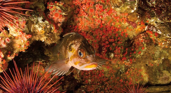 Highly territorial and equipped with poisonous spines this quillback rockfish - photo 5