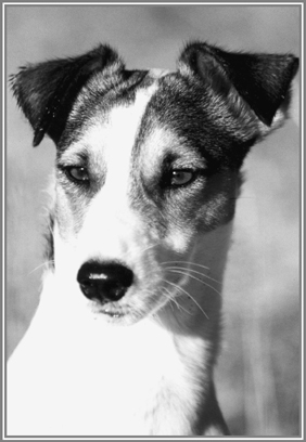 Bulu African Wonder Dog - image 2