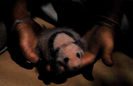 AT THREE WEEKS OLD H UA M EI IS STILL TOO YOUNG TO EAT BAMBOO Wild pandas - photo 11