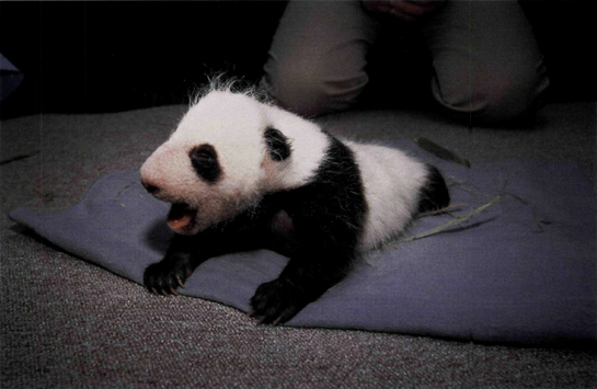 M EI S HENG SQUAWKS FOR HIS MOTHER WHEN HES ONE MONTH OLD Panda mothers stay - photo 13