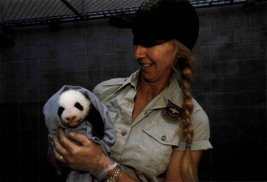 S ENIOR KEEPER K ATHY H AWK HOLDS M EI S HENG AT SEVEN WEEKS Once panda cubs - photo 16