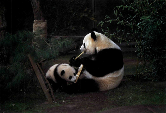 B AI Y UN AND HER CUB H UA M EI ENJOY BAMBOOSICLES BAMBOO STICKS FROZEN WITH - photo 7