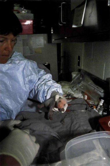 D R M EG S UTHERLAND -S MITH A Z OO VETERINARIAN EXAMINES MEI SHENG WHEN - photo 10