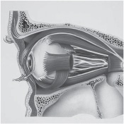 The Eye The Physiology of Human Perception - photo 3