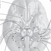 INTRODUCTION The scientific study of the eye is bel - photo 12