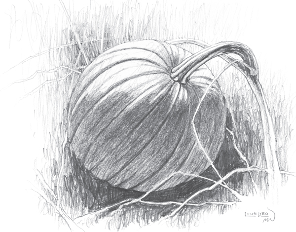 Pumpkin graphite pencil on drawing paper 8 12 11 22cm 28cm Pencils There - photo 6