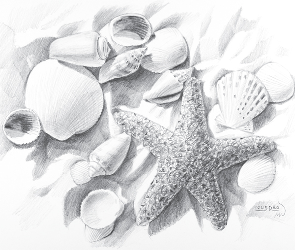 Shells Along the Beach graphite pencil on drawing paper 9 12 23cm 30cm 1 - photo 5