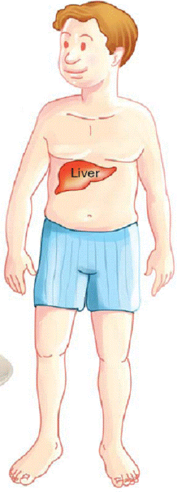 Types of Cholesterol The liver places cholesterol into packages called - photo 9