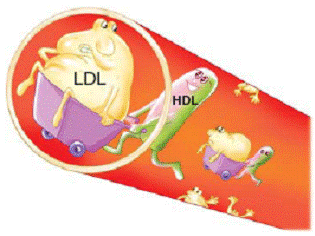 VLDL Cholesterol Large fat particles called chylomicrons and fatty acids form - photo 12