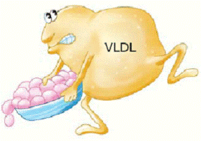 Triglycerides They are a type of fat also produced by the liver In human - photo 13