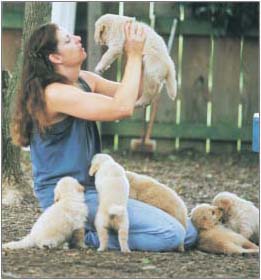 The author Miriam Fields-Babineau with Golden Retriever puppies AUTHOR - photo 2