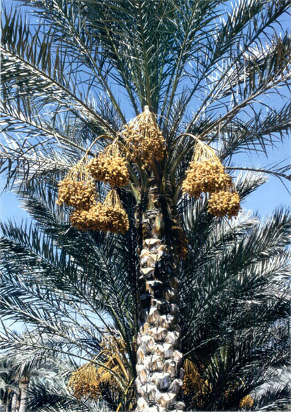 For the ancient Egyptians the date palm shown here almost ready to harvest - photo 10