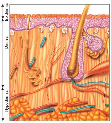 Dermis also contains blood vessels nerve endings sweat glands and hair - photo 10