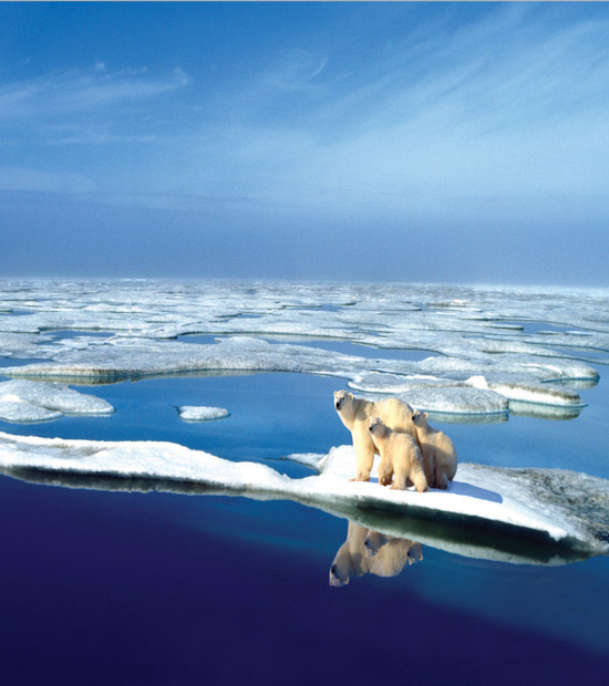 Shrinking habitats such as that for this polar bear and her cubs is one - photo 7