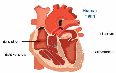 The heart pumps life-sustaining blood through the body The right side of the - photo 7