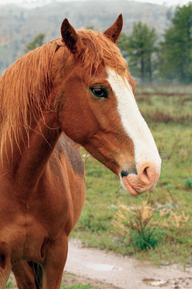 Image Credit Shutterstockcom The 4-H Model Horse Club in Salmon Idaho - photo 3