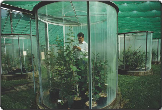 A Swiss scientist examines the effects of ozone on various plants via an - photo 6