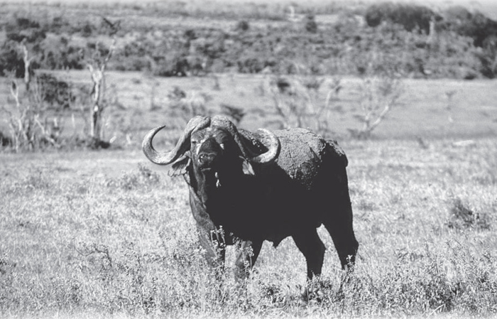 Finn and Berit during their honeymoon in 1968 AAGAARDS AFRICAN ADVENTURES BY - photo 2