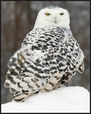 Image Credits Gleichman Snowy owl You might wonder how you can use the - photo 3