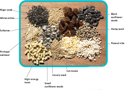 Choose a variety of foods Not all birds like eating the same things finches - photo 8