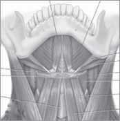 Bone and Muscle Structure Force and Motion - photo 3