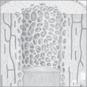 Bone and Muscle Structure Force and Motion - photo 4