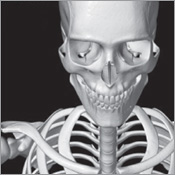 Bone and Muscle Structure Force and Motion - photo 6