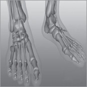 Bone and Muscle Structure Force and Motion - photo 7