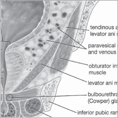 Bone and Muscle Structure Force and Motion - photo 9