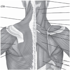 Bone and Muscle Structure Force and Motion - photo 10