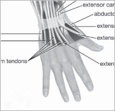 Bone and Muscle Structure Force and Motion - photo 11