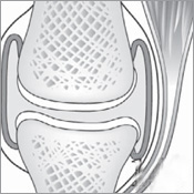 Bone and Muscle Structure Force and Motion - photo 12