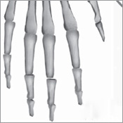 Bone and Muscle Structure Force and Motion - photo 13