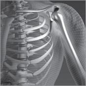 Bone and Muscle Structure Force and Motion - photo 14