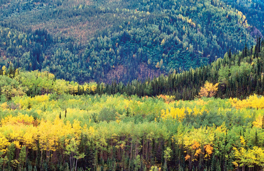 Image Credits TTiStock The taiga is also called a northern coniferous forest - photo 2