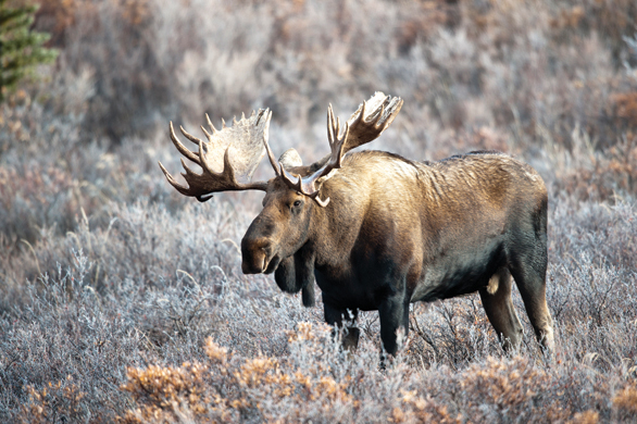 Image Credits Thinkstock Frank HildebrandiStock Moose make their home in the - photo 3